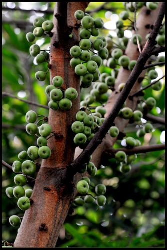 苹果榕,聚果榕,木瓜榕等果榕都被俗称无花果树,其实榕树的花序在植物