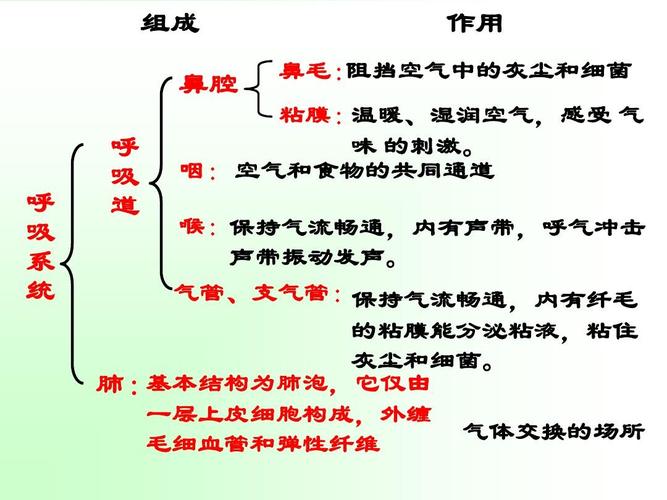 所有分类 初中教育 科学 新浙教版八下科学生物的呼吸与呼吸作用(1)