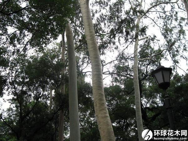 桃金娘科  属类:伞房属柠檬桉生态习性:柠檬桉喜欢阳性,暖热气候,生长