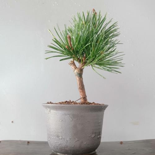 日系真柏绿植花卉老桩盆栽小品盆景金针五针绿植