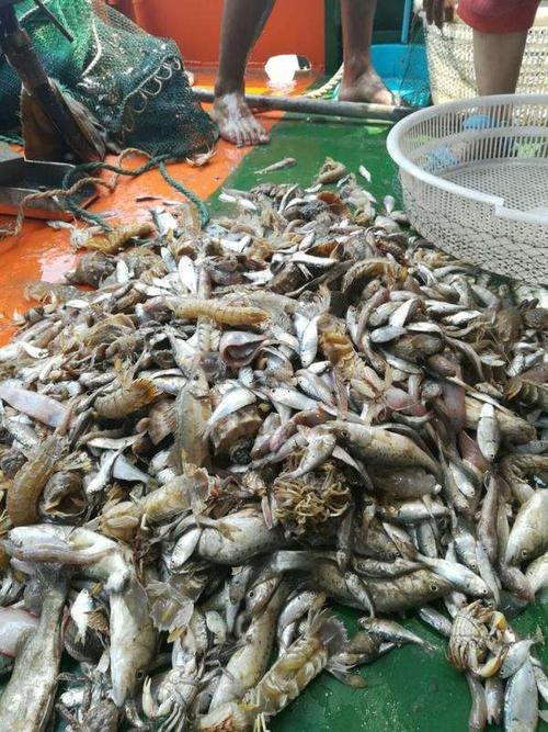 黄骅港体验出海捕鱼