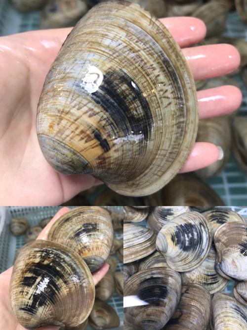红鱼时价48元起 鲳鱼时价38元起 紫海螺时价38元起 指甲螺时价28元起