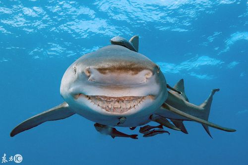 天生笑脸的鲨鱼