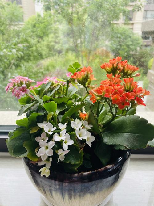 我的花花草草之——— 单瓣长寿花_鲜花_长寿花_鲜花分享_家居家装