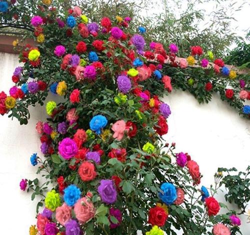 七彩蔷薇花苗
