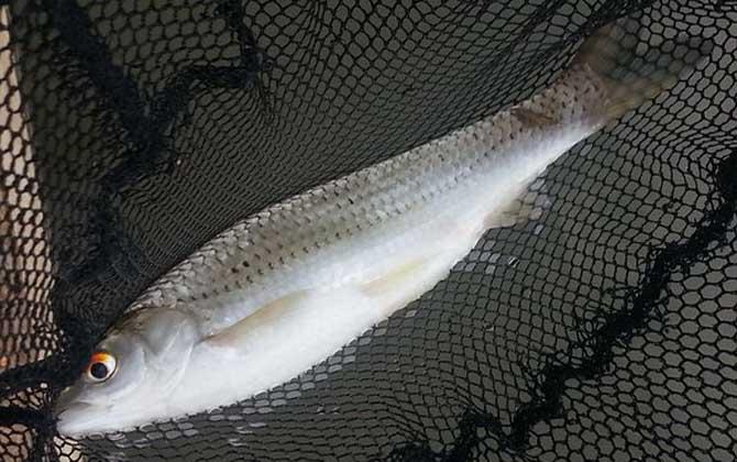 鲮鱼和鲴鱼有什么区别