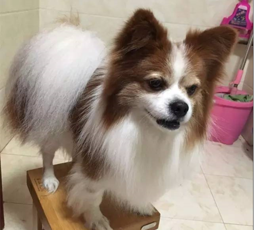 新闻西安一只蝴蝶犬走失