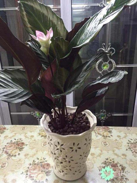 今晚我的彩虹竹芋开花啦!