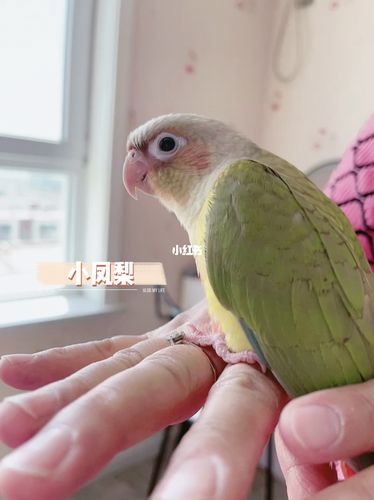 亲人小凤梨,_凤梨_鹦鹉_手养鹦鹉_宠物_宠物其他