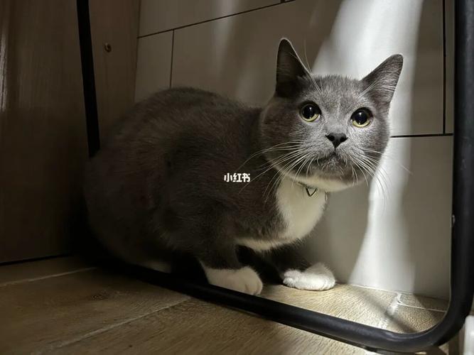 躲在镜子后面的靓仔_吸猫_宠物_猫_晒猫
