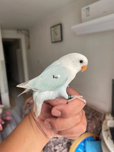 重色松石伊莎_松石_兴趣爱好_玩具