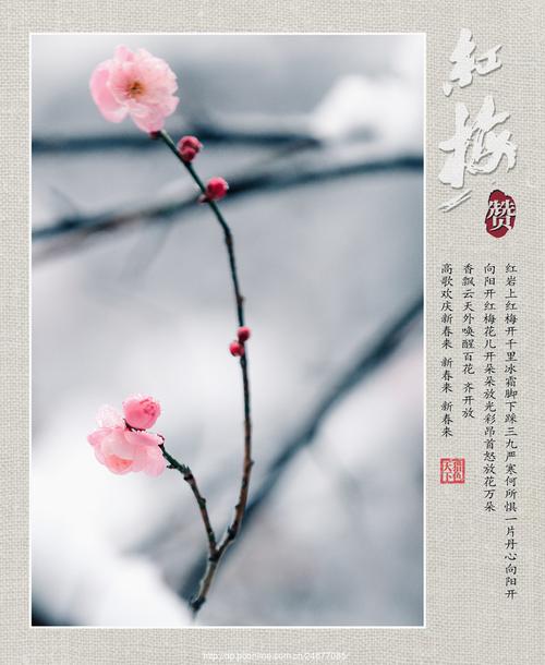 红梅赞