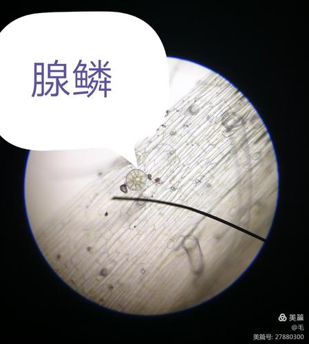 实验二 薄荷表皮显微
