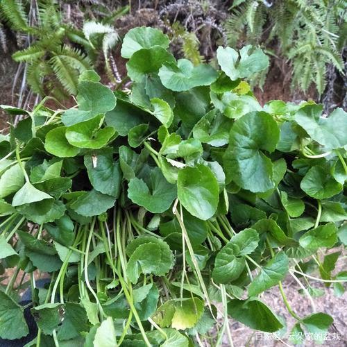 路边一野草,俗称"雷公根",能美容除湿气,若遇见,请