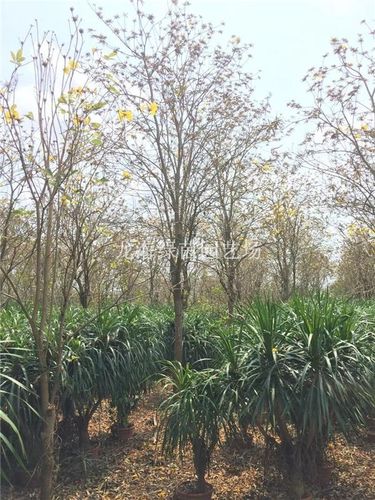 黄花风铃木图片