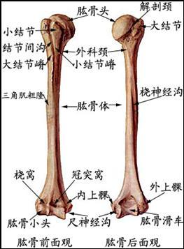 解剖学四肢骨