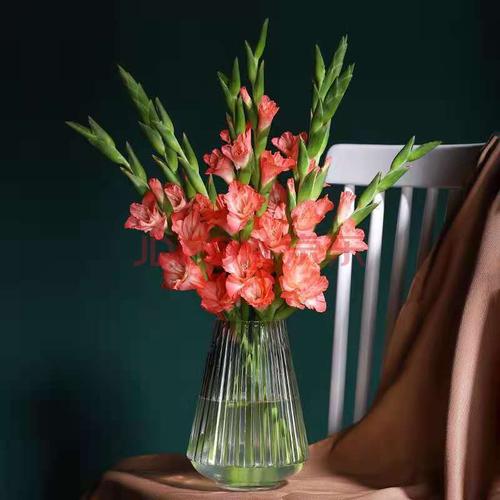 不含花瓶 【随机色】剑兰8支