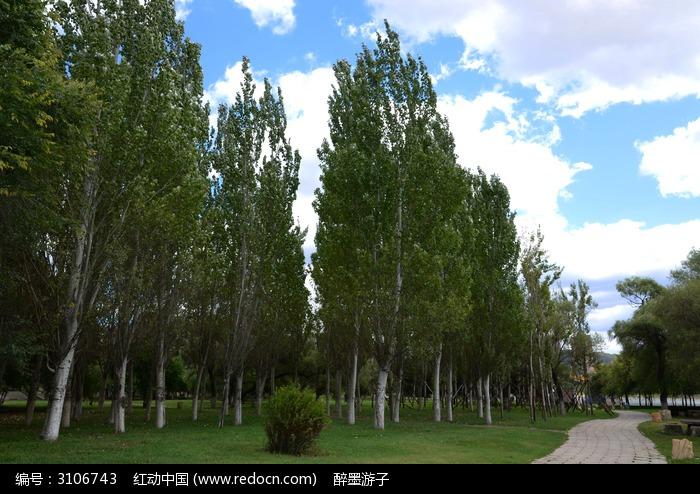 蓝天下的防风林