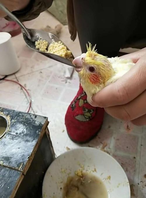 京选推荐鹦鹉活体宠物鸟鸟活体说话鹦鹉雏鸟鹦鹉牡丹学舌鸟手玩鸟观赏