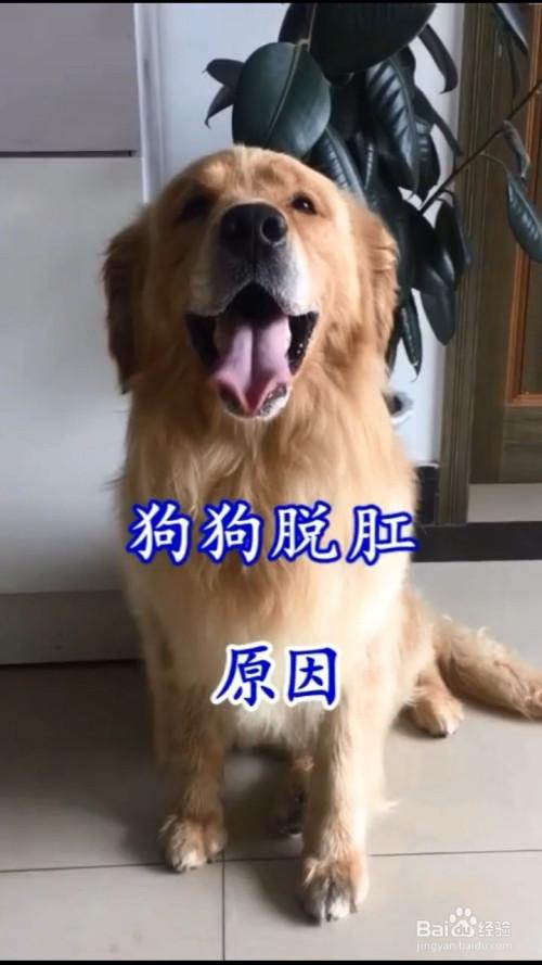 狗狗脱肛的原因有哪些?
