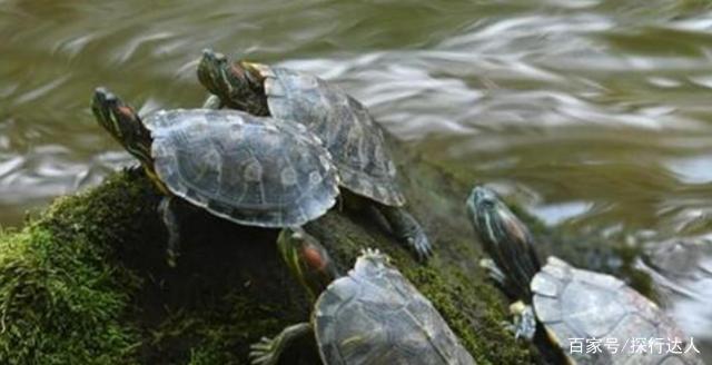 好心买来乌龟放生,谁知龟却"恩将仇报",排挤其他生物