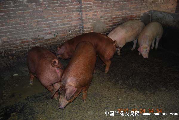 没有朱大勇难道