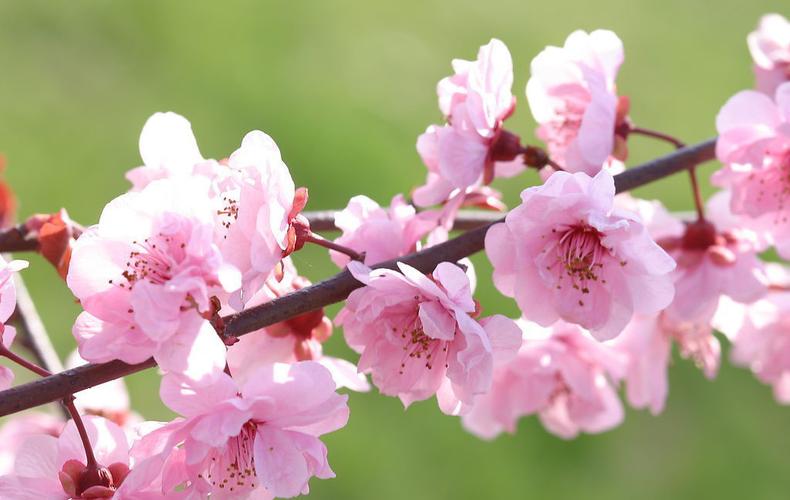 美丽的桃树作文怎么写一张或半张【按冬春夏秋来写】