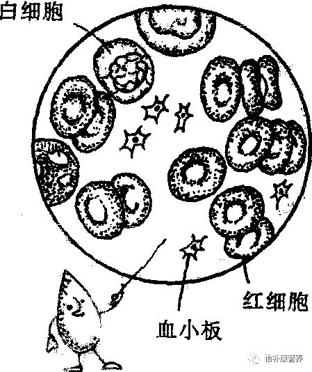 三分钟小课堂:白细胞的"来龙去脉"(二)