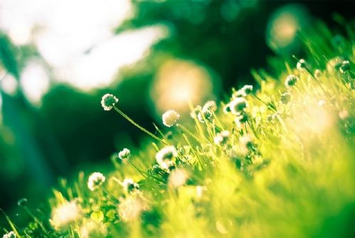 无论条件多么恶劣,草木尚且热爱生命珍惜阳.