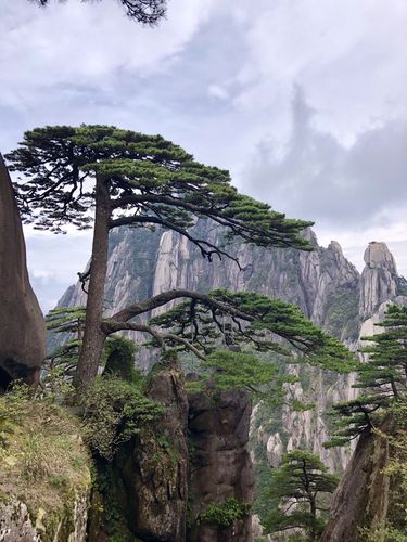 黄山迎客松守松人胡晓春10年写下140余万字迎客松日记