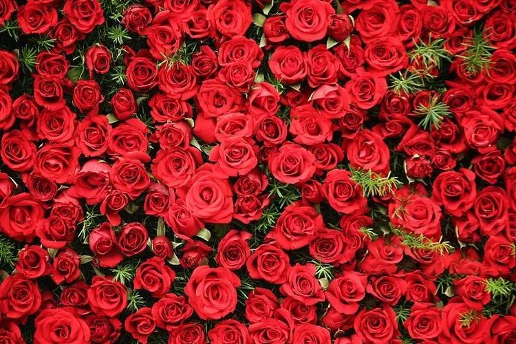 因为 玫瑰庄园 七夕9999朵玫瑰 免费送!免费送!免费送!