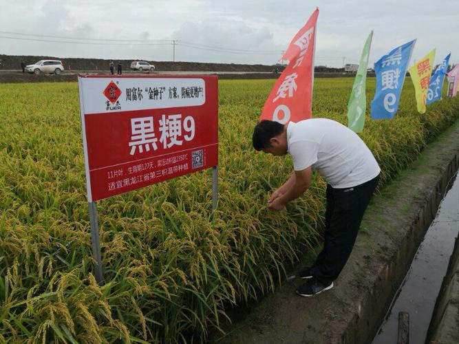 黑粳高产,抗病产品已经出世