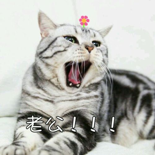 叫老婆叫老公的搞笑小猫咪表情包微信qq头像