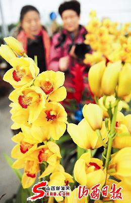 "第二届晋之源迎春花卉文化节"在太原鑫龙腾花卉市场举行(图)