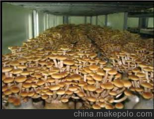 杨树菇,现大量新货上市,食用菌,杨树菇,大量批发