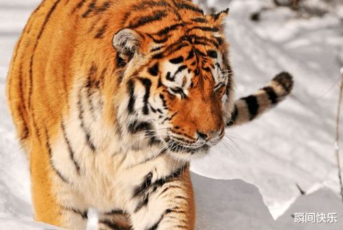 属虎的几月出生最好