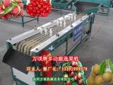 圣女果选 机