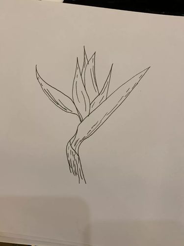 易烊千玺手绘鹤望兰