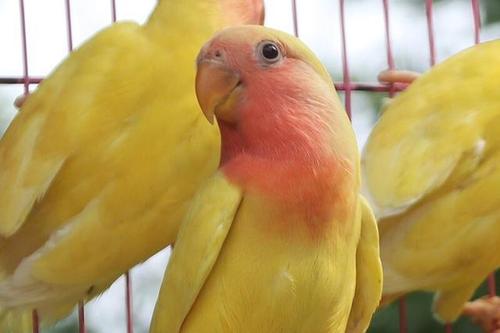 黄桃牡丹鹦鹉    日本桃牡丹鹦鹉:   日本桃牡丹鹦鹉也就是大家常