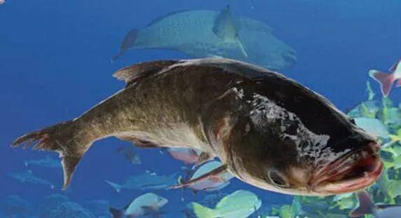 新品推荐舌尖上的美味信阳南湾鱼来万德隆啦