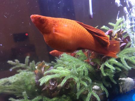 我的小红箭鱼什么时候生