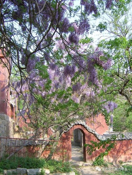 神童山景区千年紫藤常青