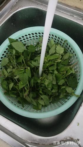 野汉菜(川汤)好吃,又有营养