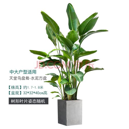 天堂鸟盆栽室内大型除甲醛绿植真花极乐鸟鹤望兰客厅大叶网红植物 浅