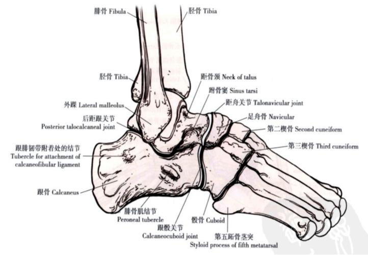 { 完美 }33张踝关节解剖高清图解_腓骨