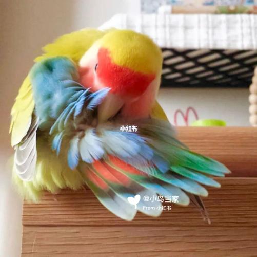 很美的蓝腰黄桃_黄桃_鹦鹉_小鸟当家攻略_牡丹_手养牡丹鹦鹉_宠物
