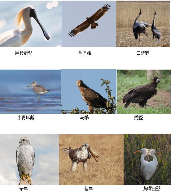 新版名录中,很多传统笼养观赏鸟升级为国家二级重点保护野生动物,包括