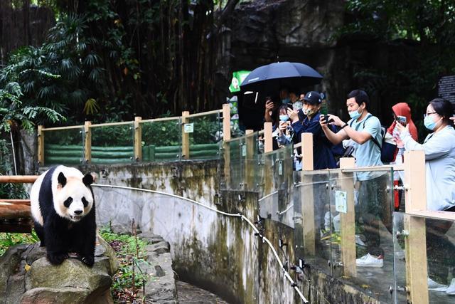 深圳野生动物园大熊猫撒欢卖萌吸引游客