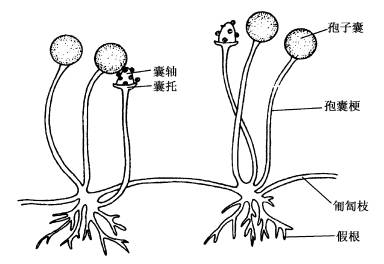 异囊藻目包括变形的群体的种类,有些种类的营养体具有运动细胞的特征
