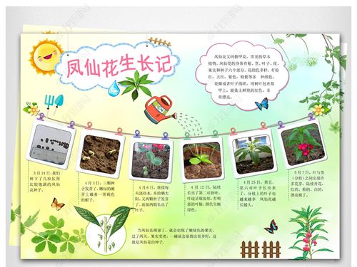 原创word模板电子小报凤仙花植物生长小报